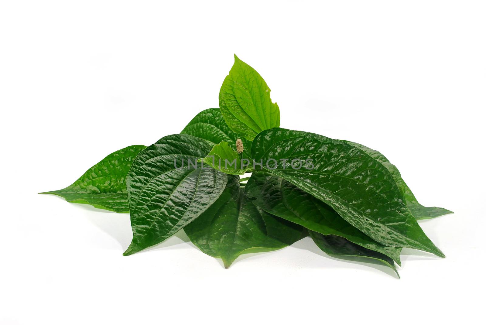 Chaplo leaves on white background.(with Clipping Path).