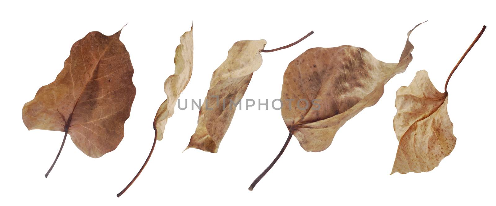 The Bodhi leaf is the only thing that communicates the Buddha of the Buddhists.(with Clipping Path).