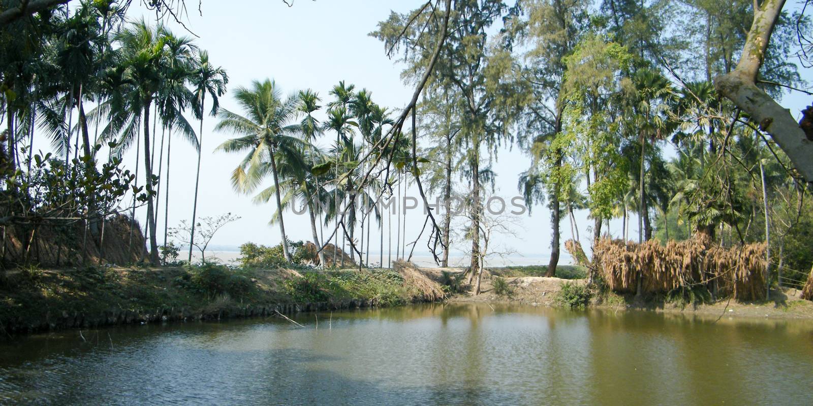 A rural Indian village pond surrounded with coconut palm trees. Bankura, west Bengal, India. by sudiptabhowmick