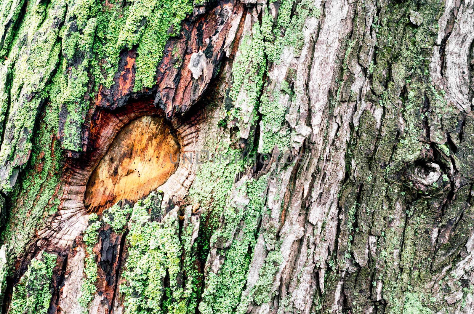 wooden background maple tree trunk with green moss close up