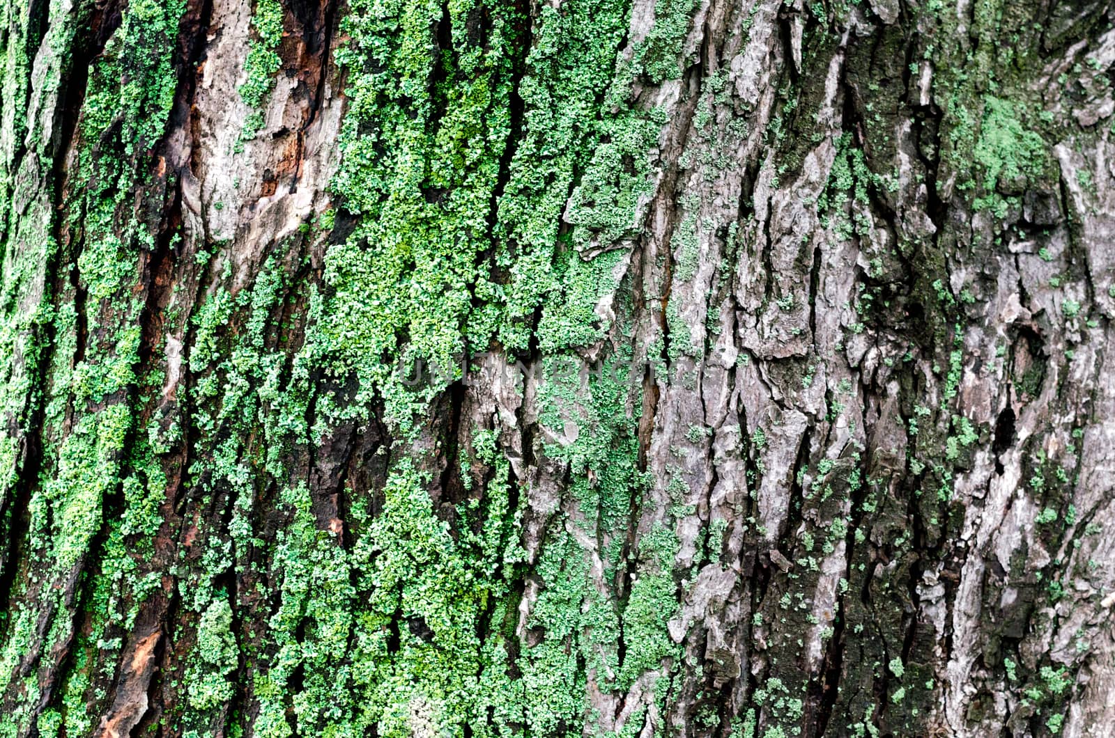 wooden background maple tree trunk with green moss close up