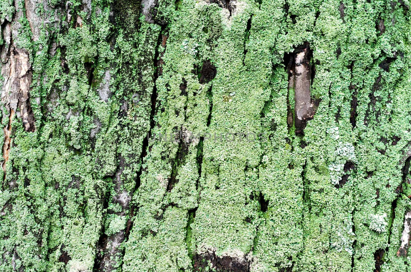 wooden background maple tree trunk with green moss close up