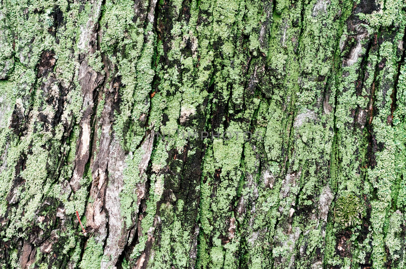 wooden background maple tree trunk with green moss close up