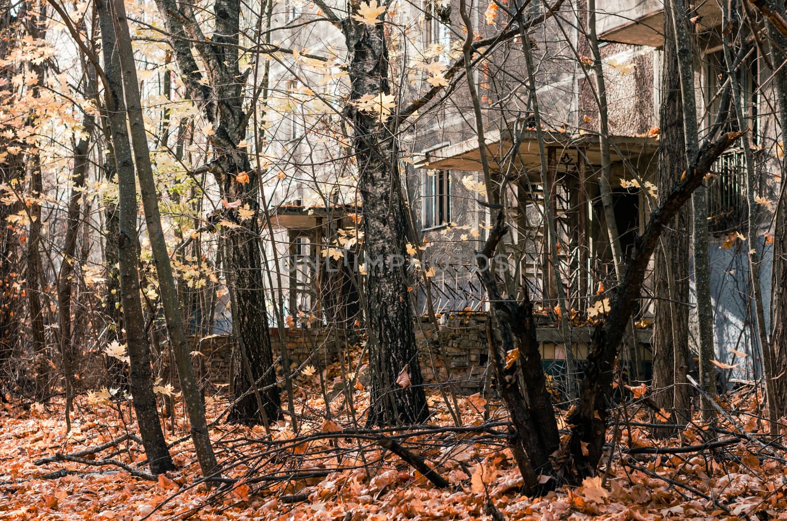 abandoned house among trees in the infected city of Chernobyl