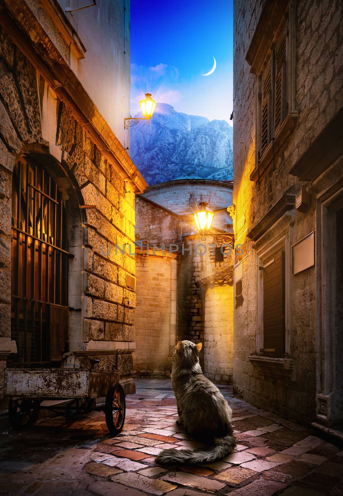 Cat in Kotor by Givaga