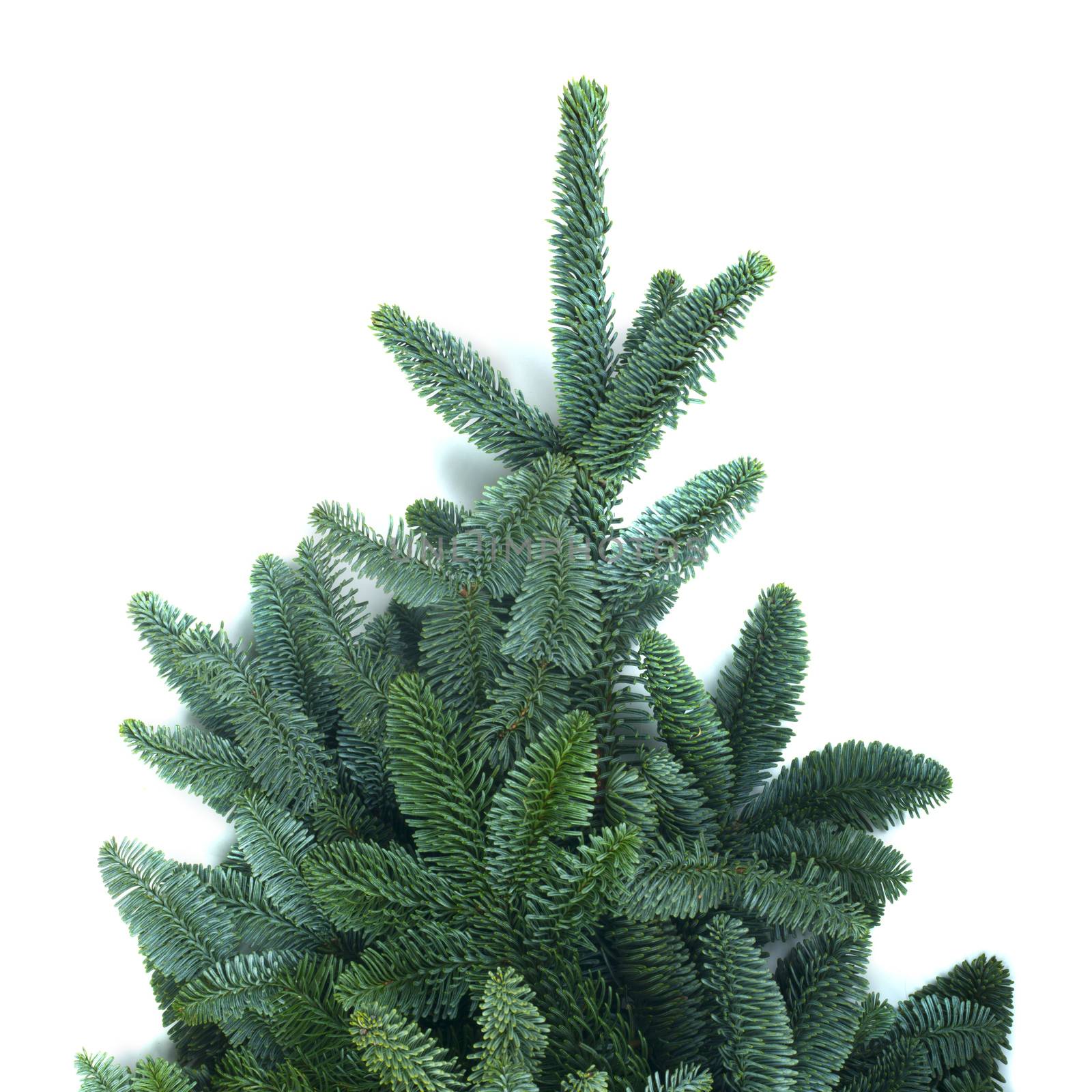Traditional green christmas tree noble fir isolated on white background copy space for text
