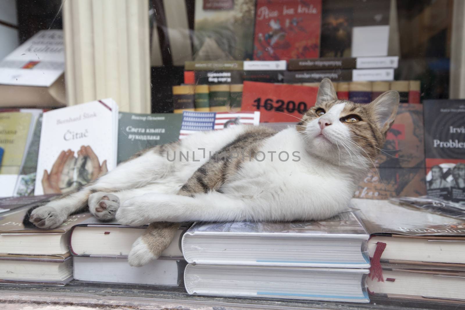 Cat lying on the books by vlad-m