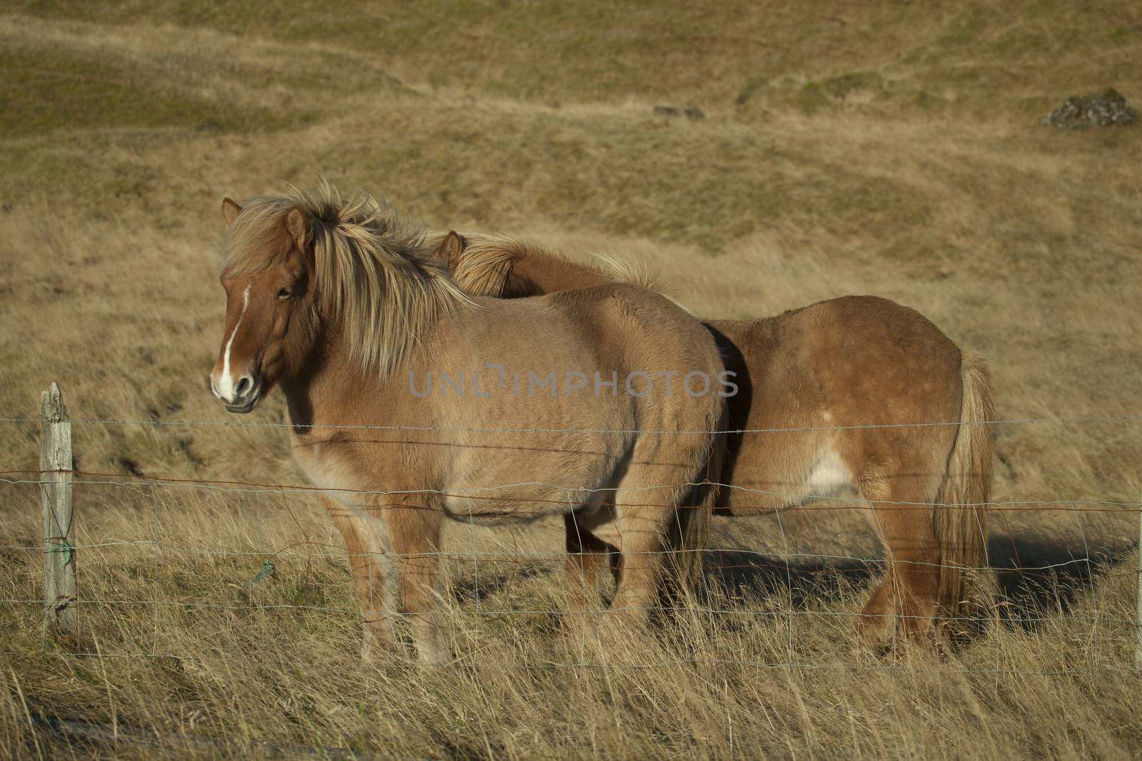 The Icelandic horse is a breed of horse developed in Iceland. Although the horses are small, at times pony-sized