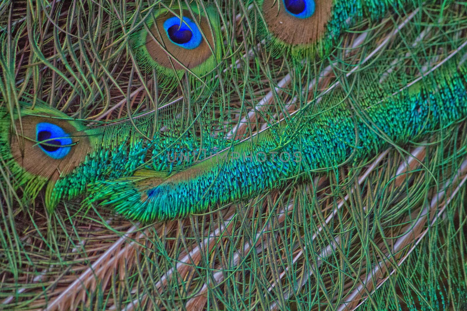 very beautiful feathers and peacock colors blue and green