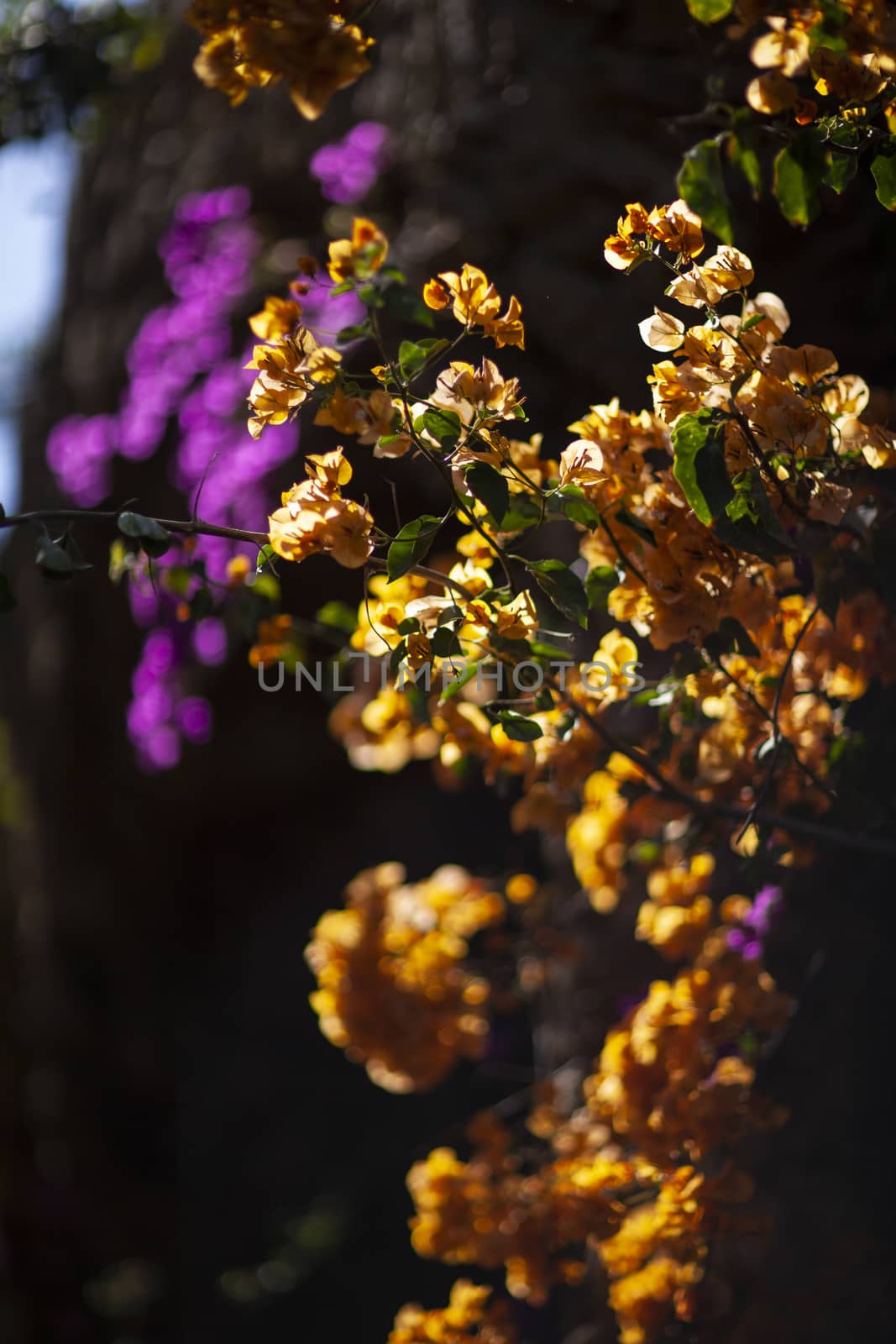 Lush blossom of Bougainvillea in Park Guell