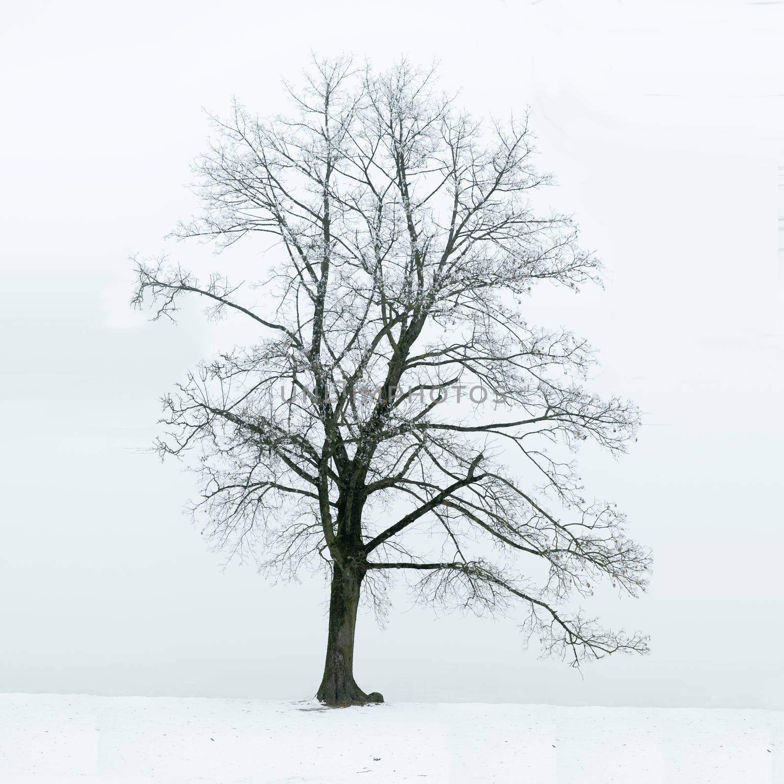 Lonely tree in winter as a symbol of loneliness, sadness and depression