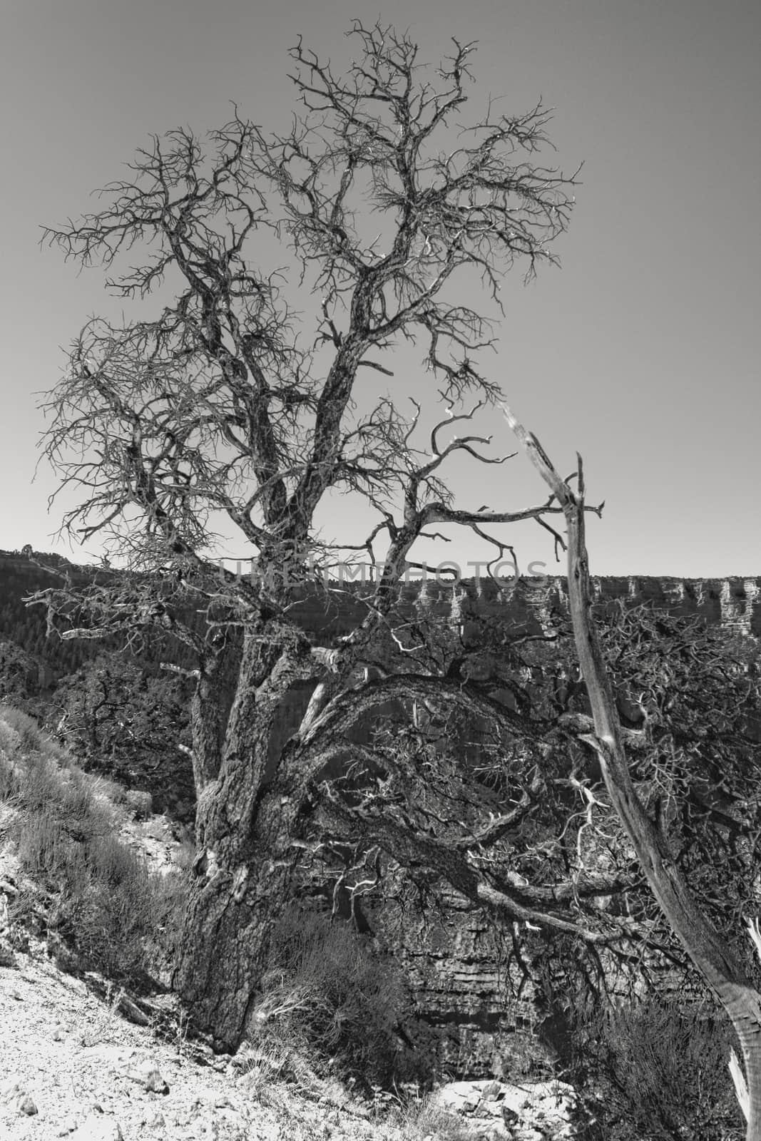 Dry tree in Grand Canyon on a summer day black and white