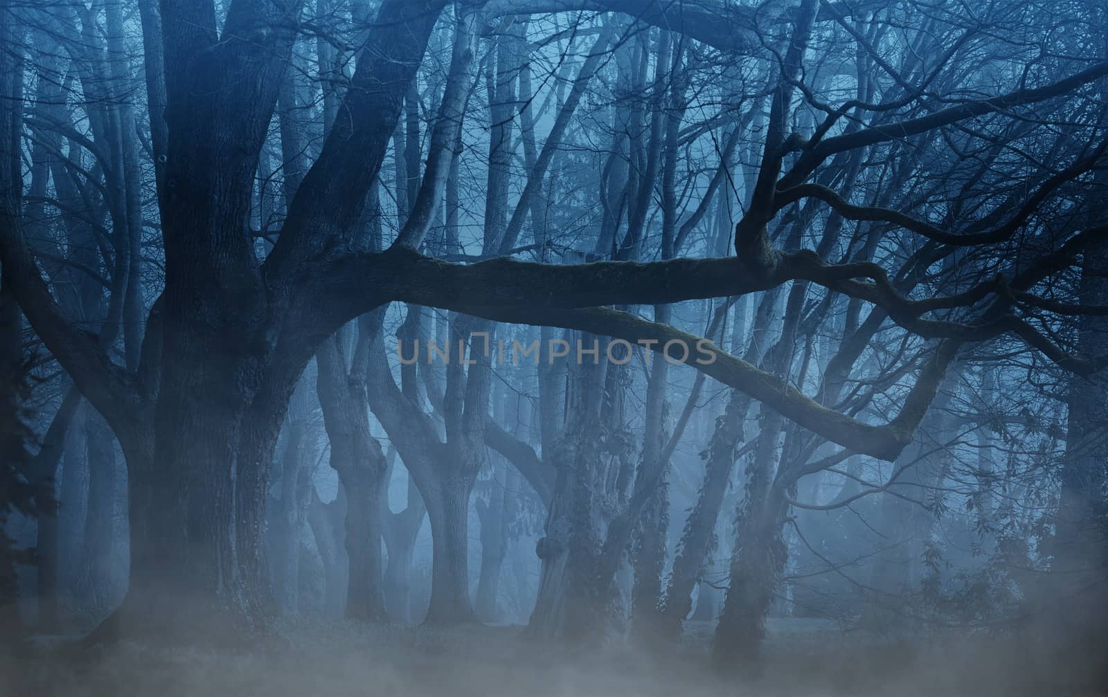 In images magical gate in a mysterious forest with fog