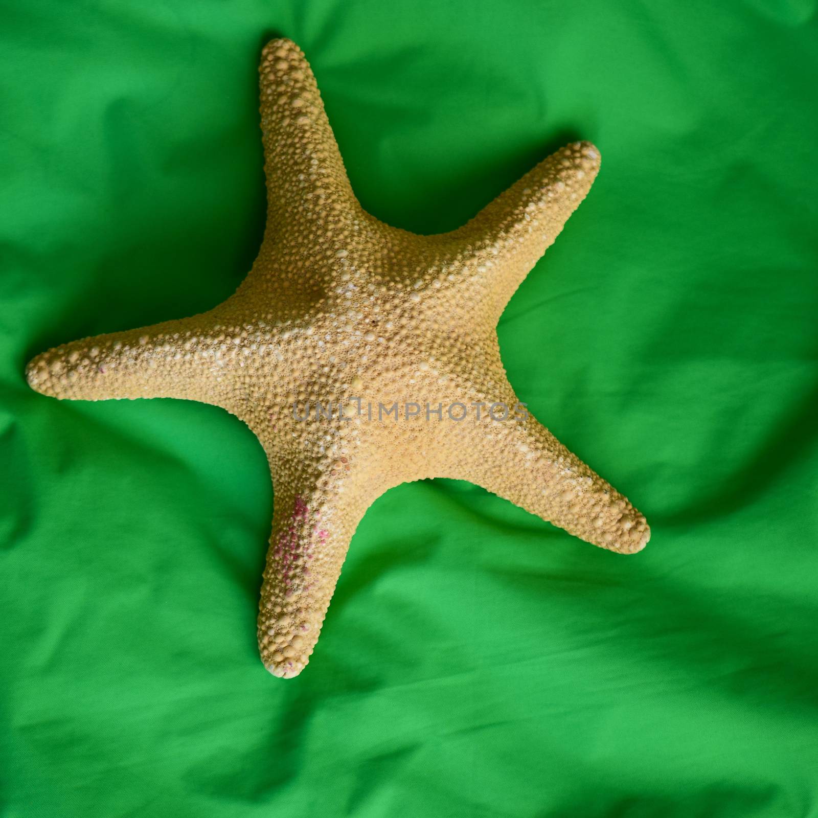 big starfish on soft green fabric by alexandr_sorokin