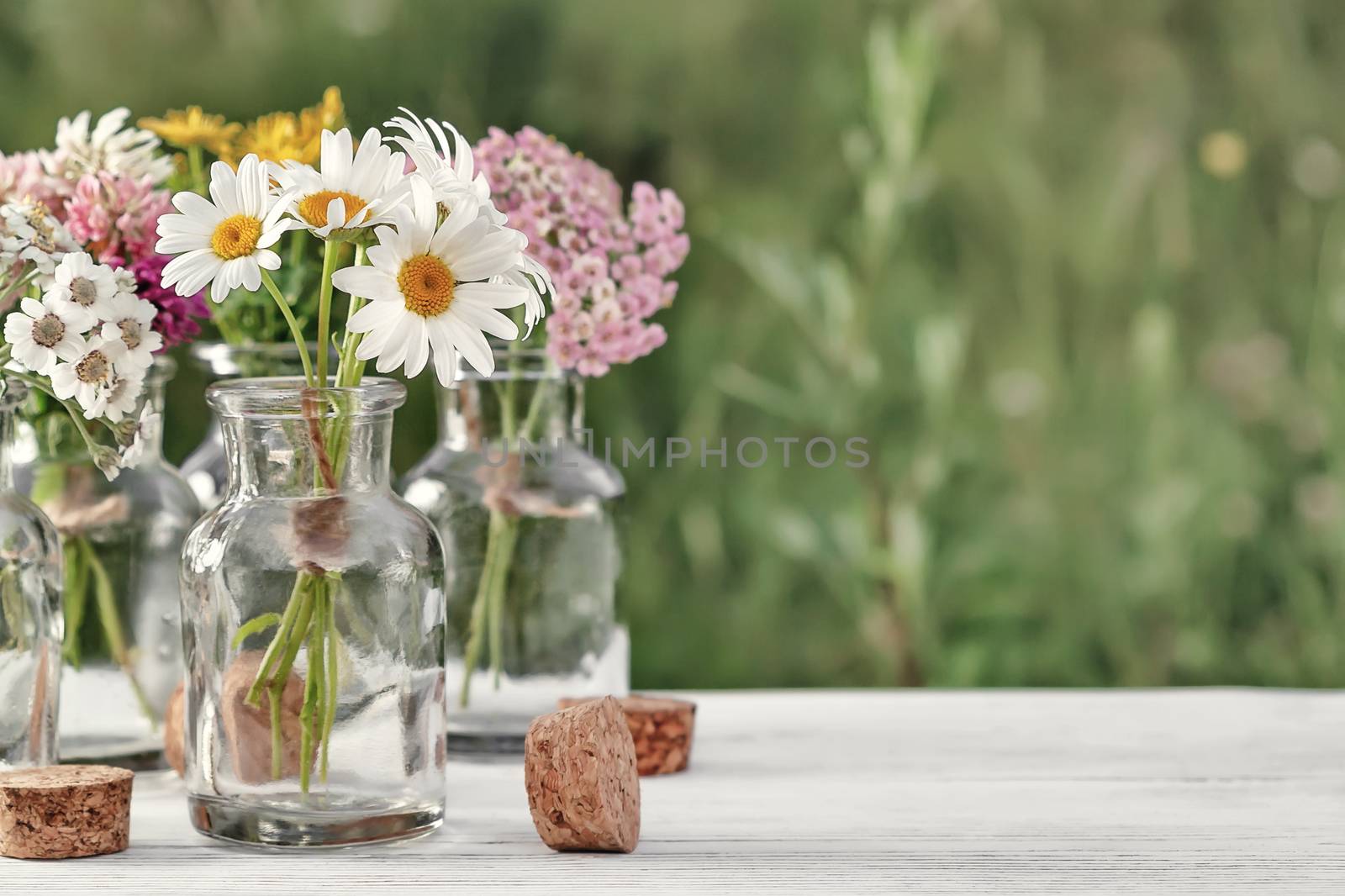 Small bottles with blooming medicinal herbs on the background of the lawn, homeopathy or alternative medicine concept, copy space, place for text by galsand