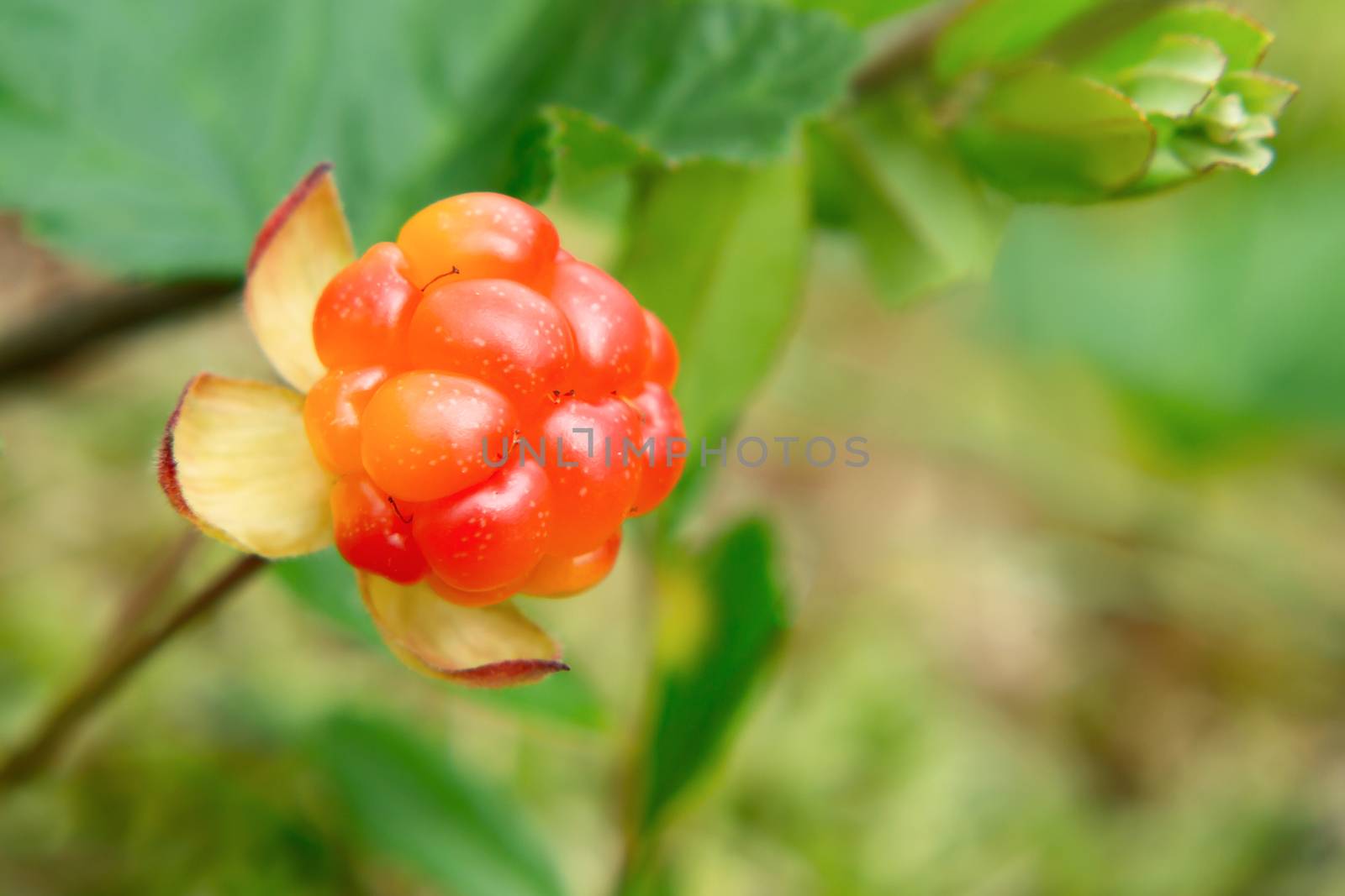 Cloudberry berry grows in a summer forest in a swamp by galsand