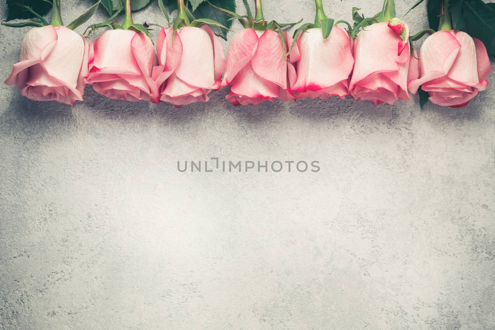 Flower arrangement - a row of pink roses on a concrete surface, template for design or greeting card, place for text, copy space.