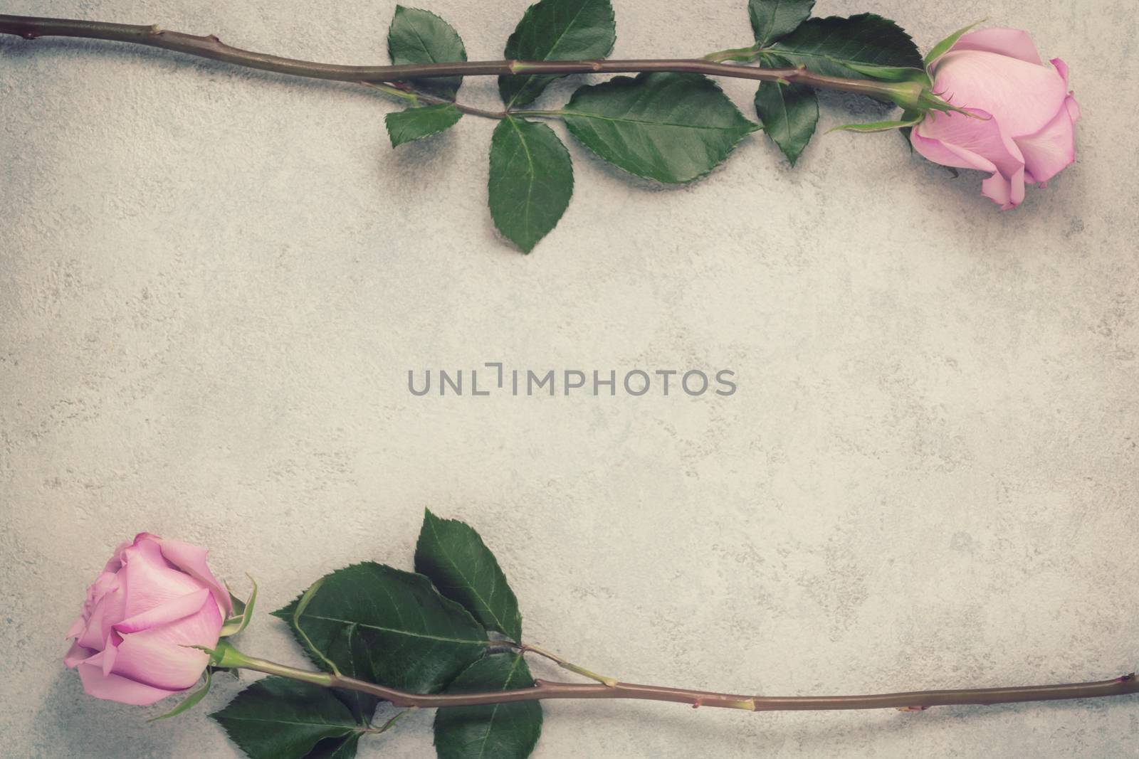 Two pink roses on a concrete surface, template for design or greeting card, place for text, copy space.