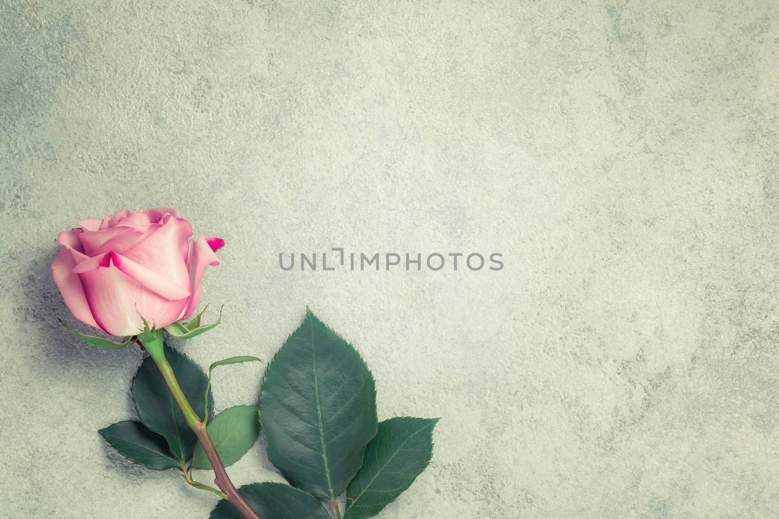 One pink rose on a concrete surface, template for design or greeting card, place for text, copy space.