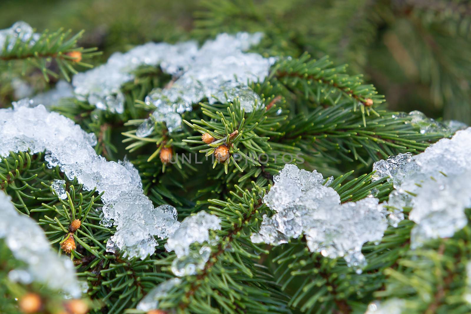 Spruce branches covered with sparkling ice closeup, beautiful winter or christmas background.