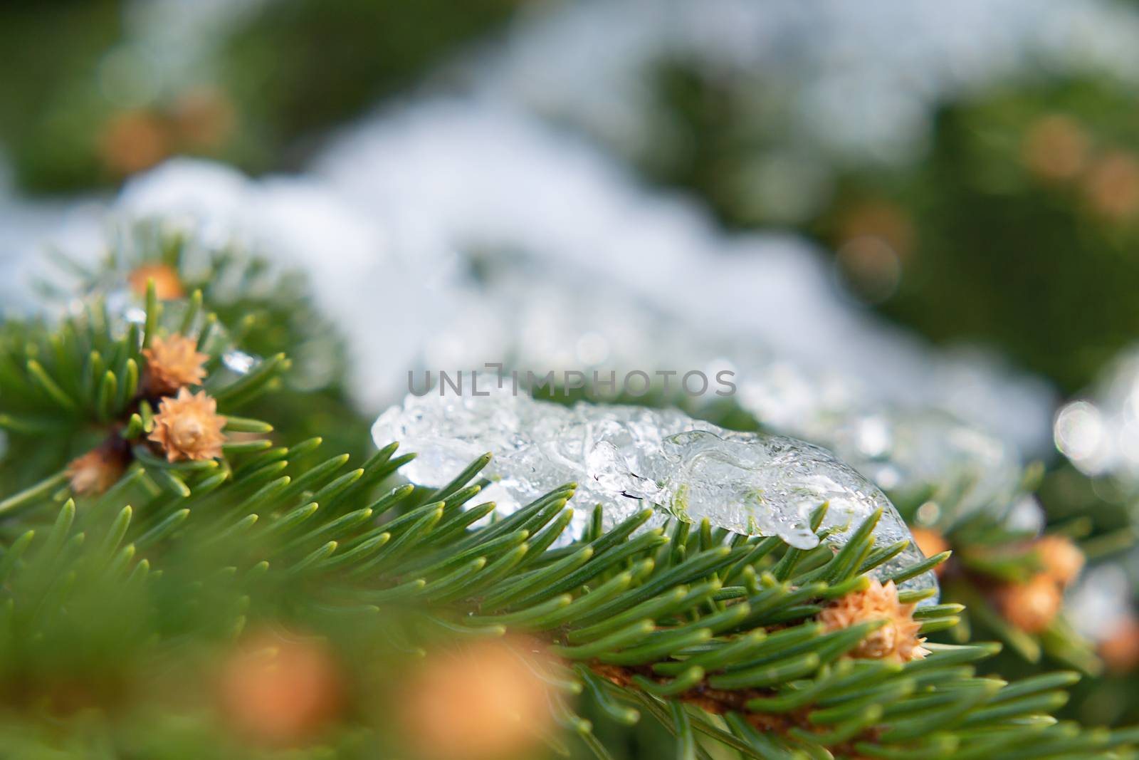 Spruce branches covered with sparkling ice closeup, beautiful winter or christmas background by galsand