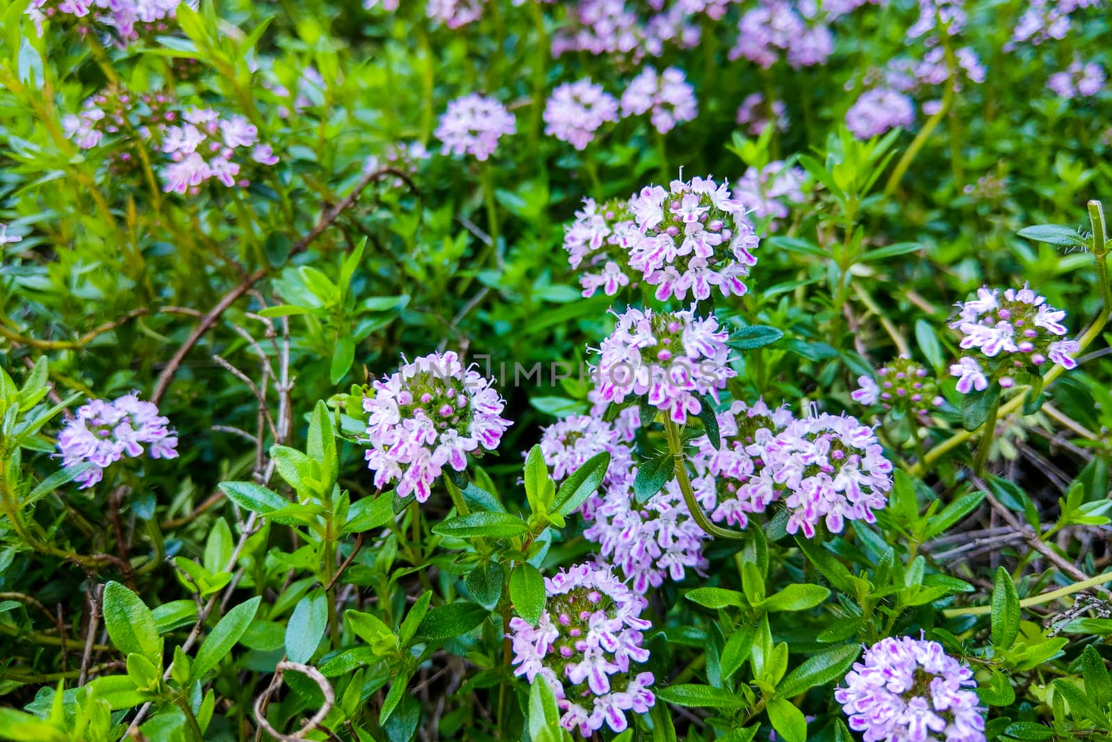 Broad-leaved thyme, lemon thyme. Thymus pulegioides. Nature by kip02kas