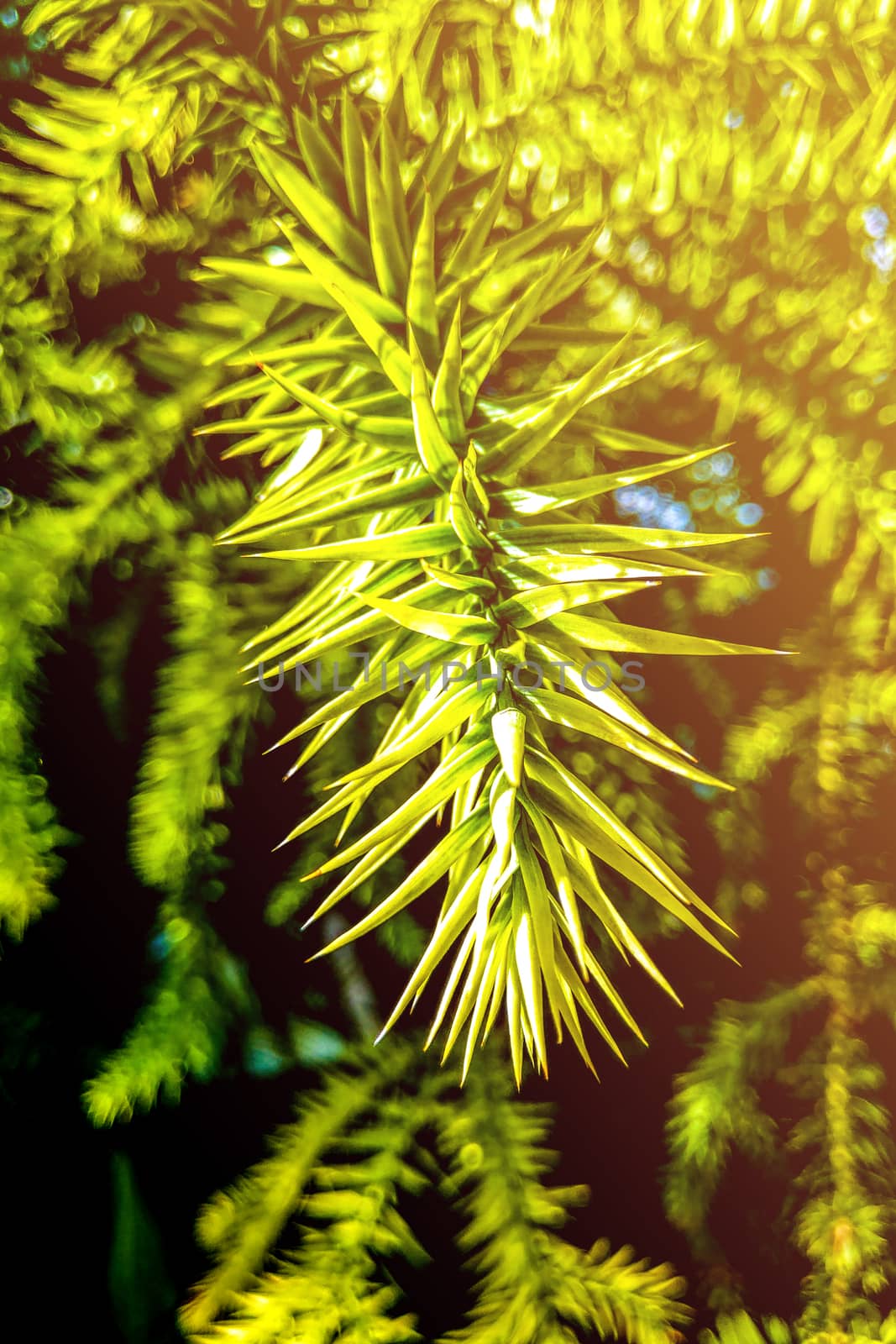 Close-up of green Branches of a Araucaria Tree