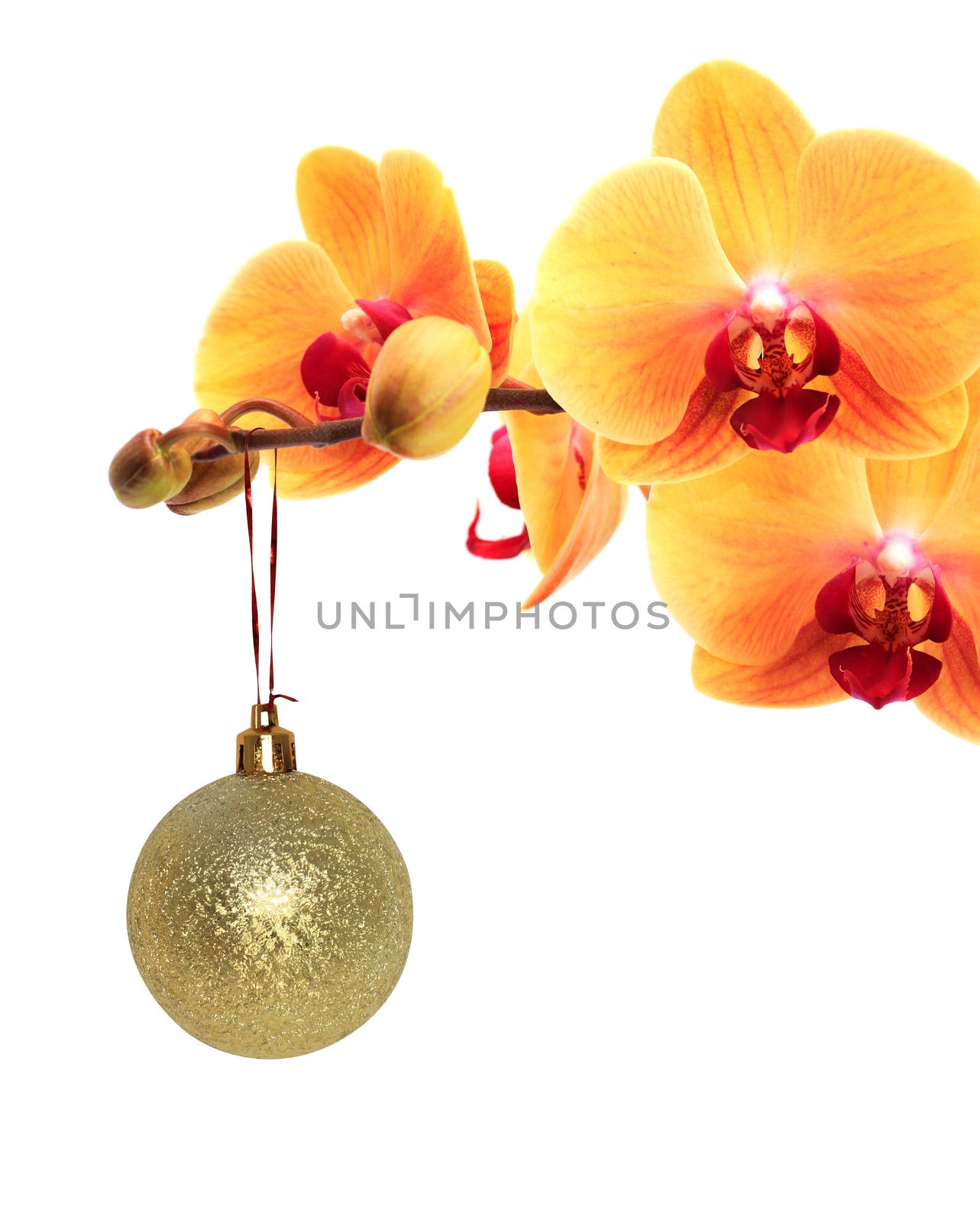 Nice Christmas decoration. Yellow orchid flower with Christmas ball