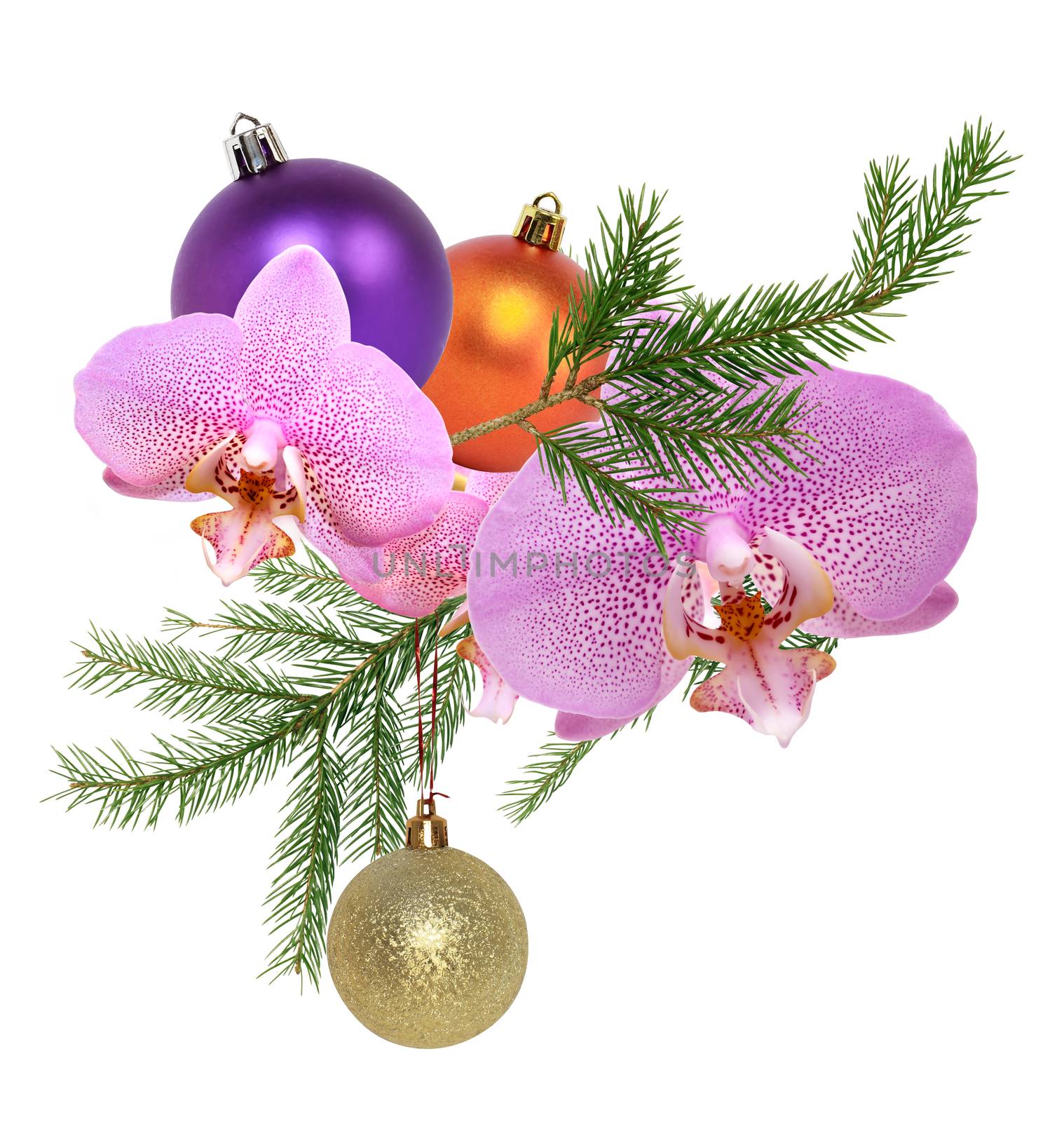 Nice Christmas decoration. Pink orchid flower with fir twig