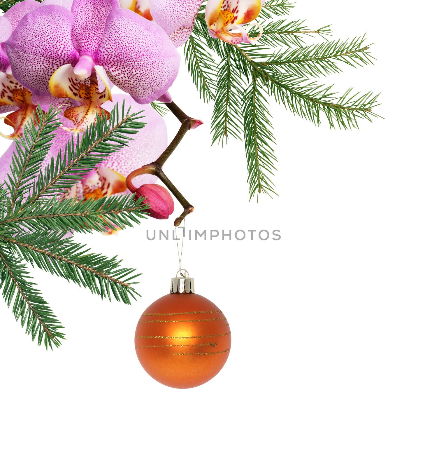 Nice Christmas decoration. Pink orchid flower with fir twig