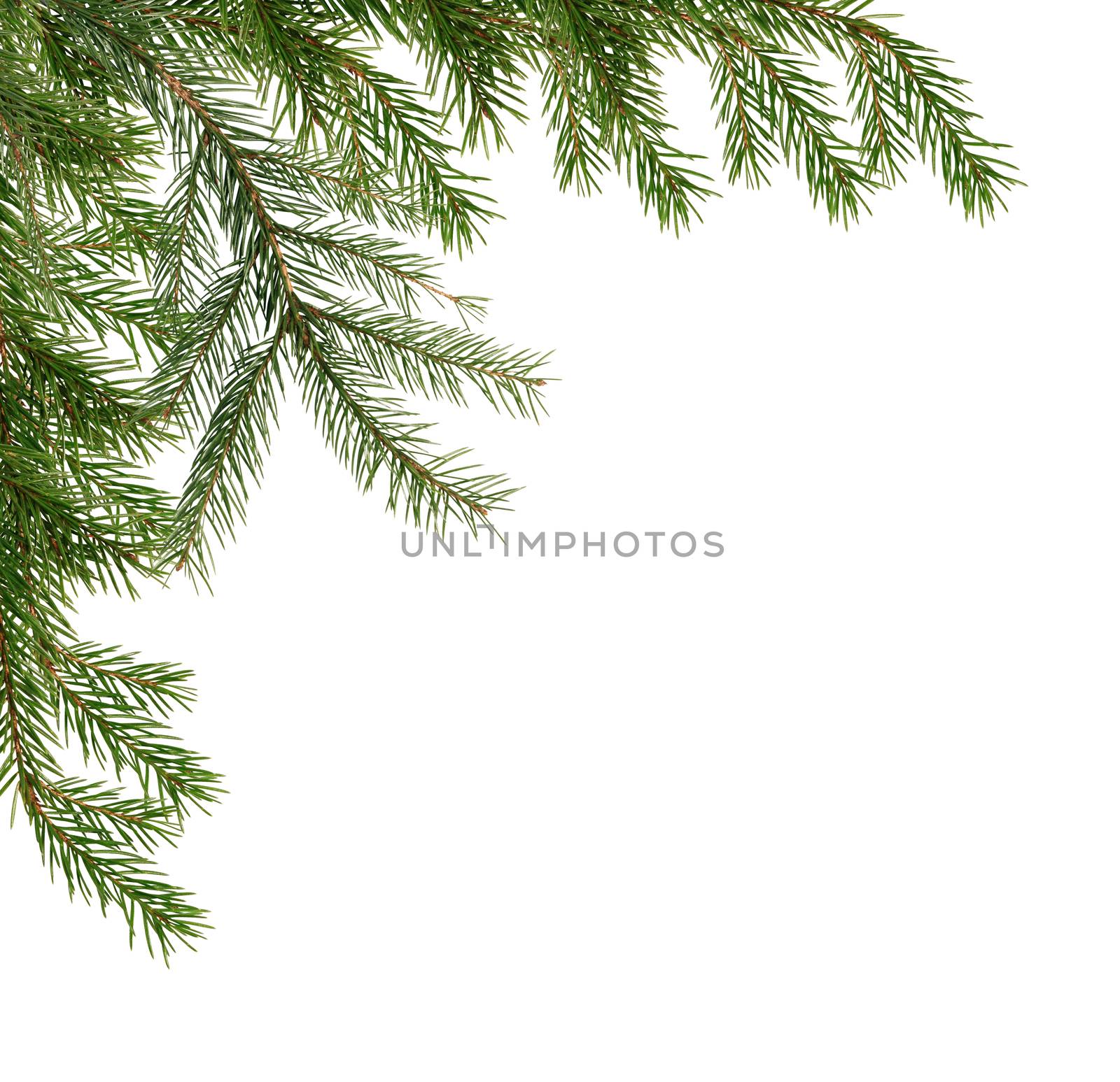 Christmas decoration. Fir twigs as border on white background