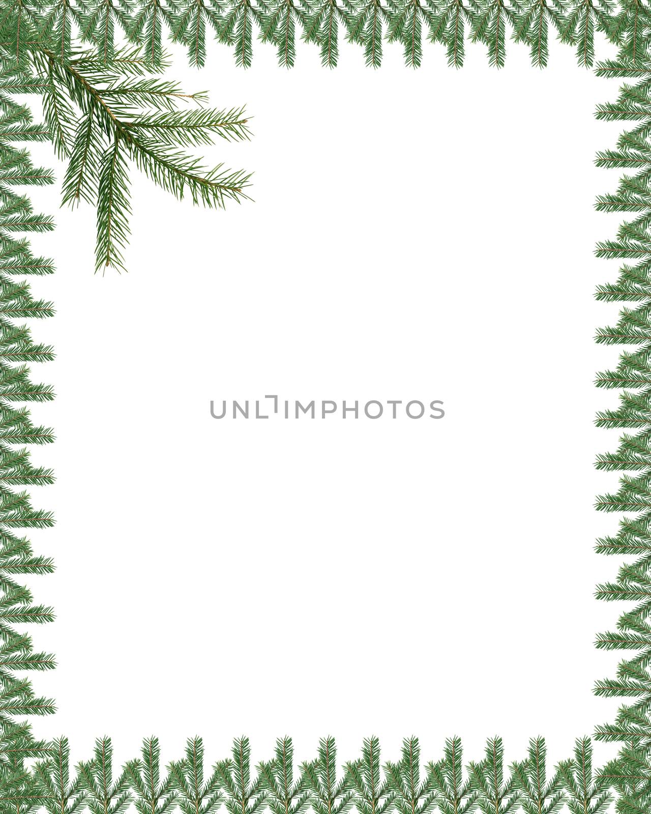 Christmas decoration. Fir twigs as frame on white background
