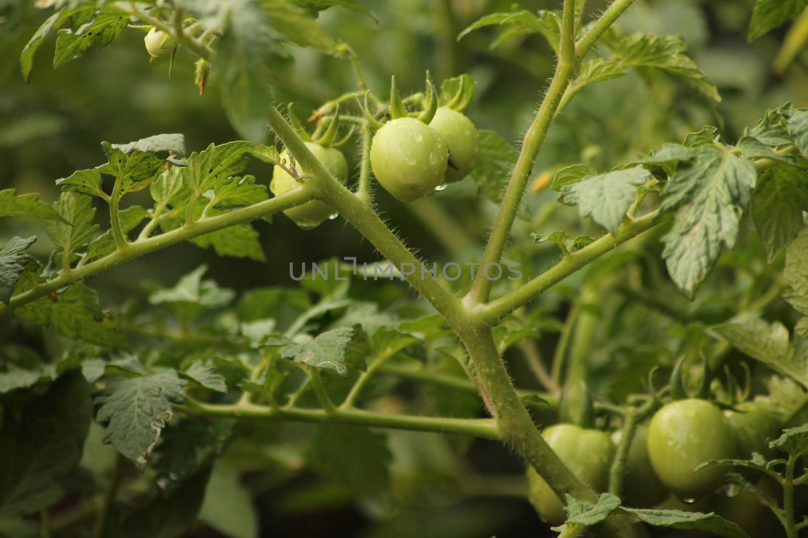 Fresh Green Tomato Fruit Plant by imagifa