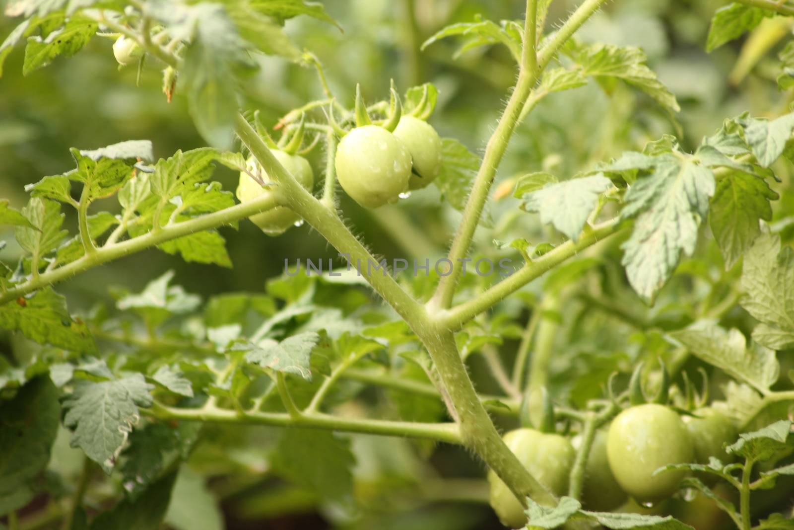 Fresh Green Tomato Fruit Plant