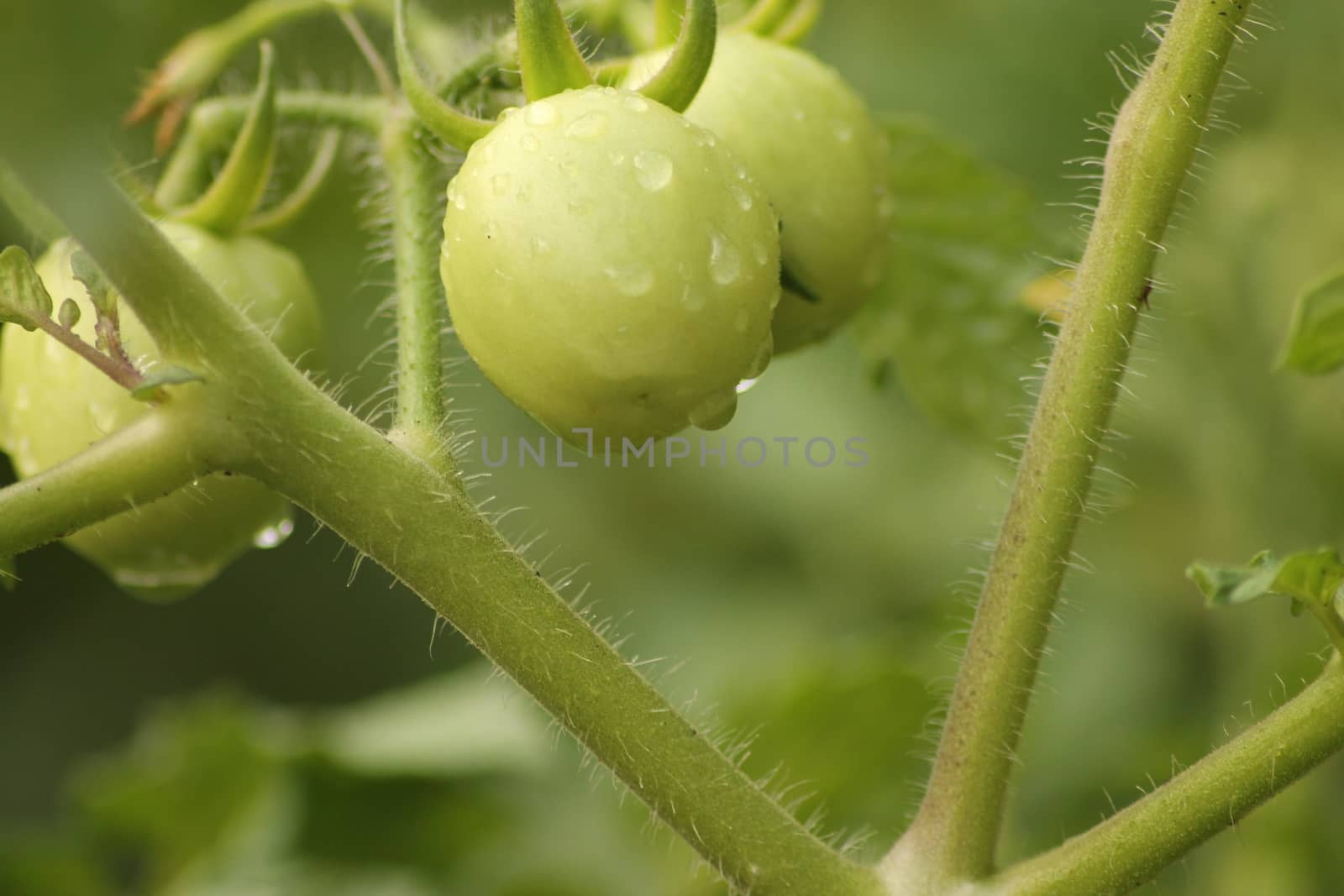 Fresh Green Tomato Fruit Plant