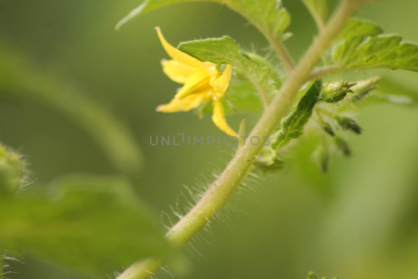 Fresh Green Tomato Fruit Plant