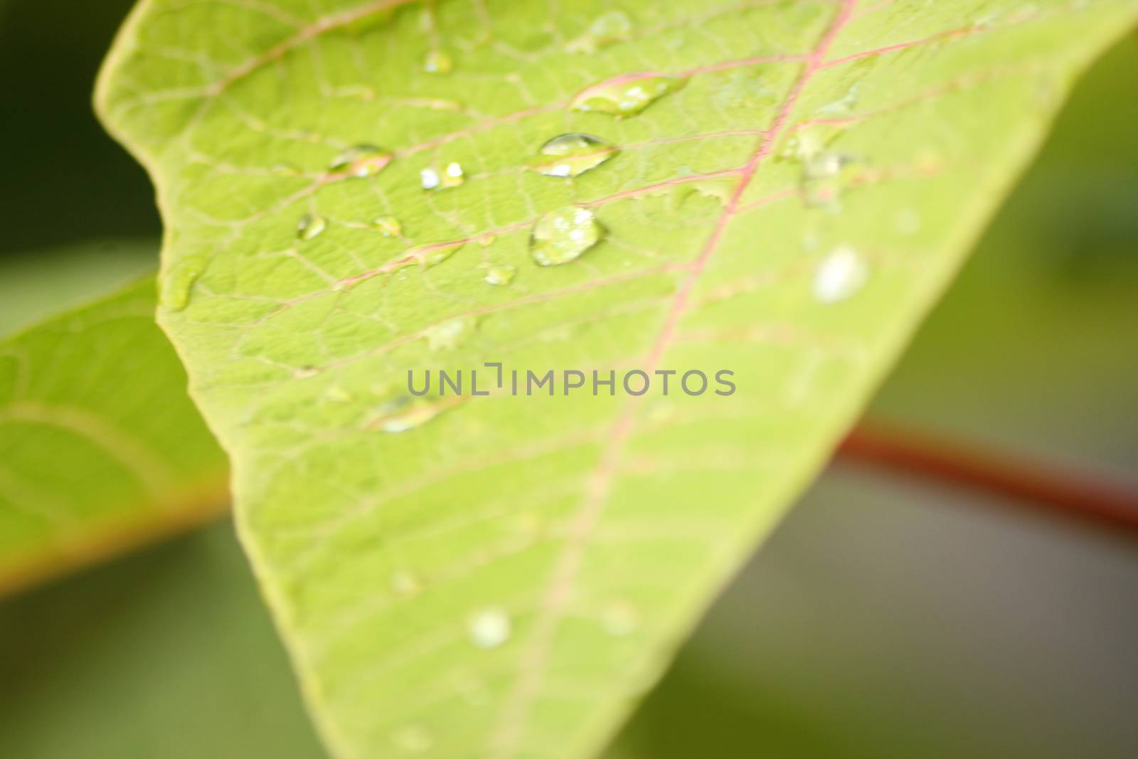 Fresh Green Leaves dew water