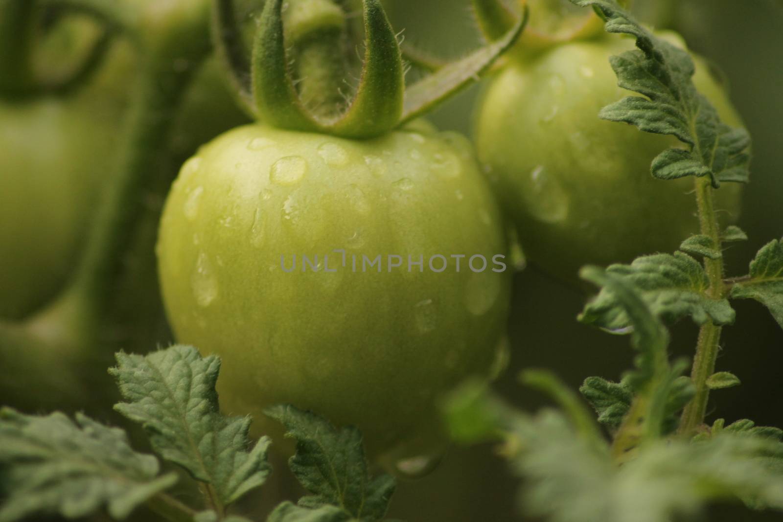 Fresh Green Tomato Fruit Plant
