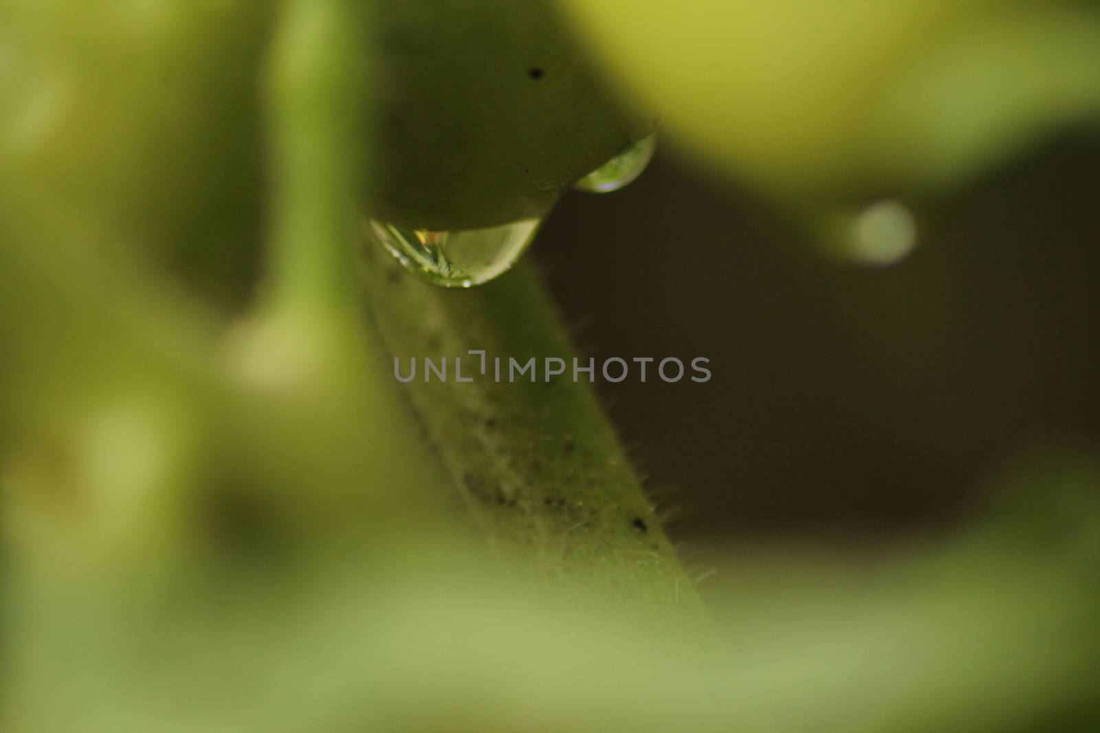 Fresh Green Tomato Fruit Plant