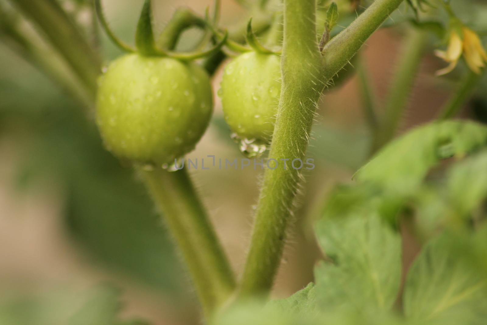 Fresh Green Tomato Fruit Plant by imagifa