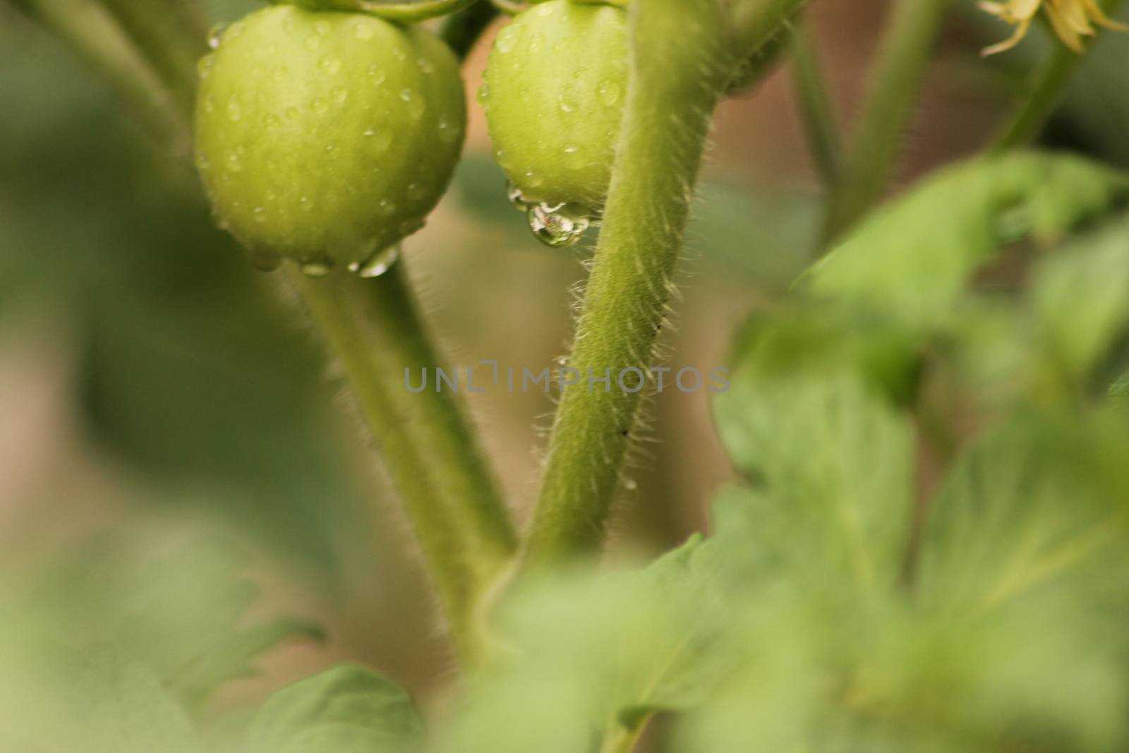 Fresh Green Tomato Fruit Plant