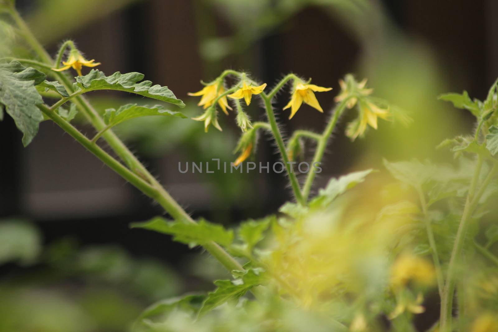 Fresh Green Tomato Fruit Plant