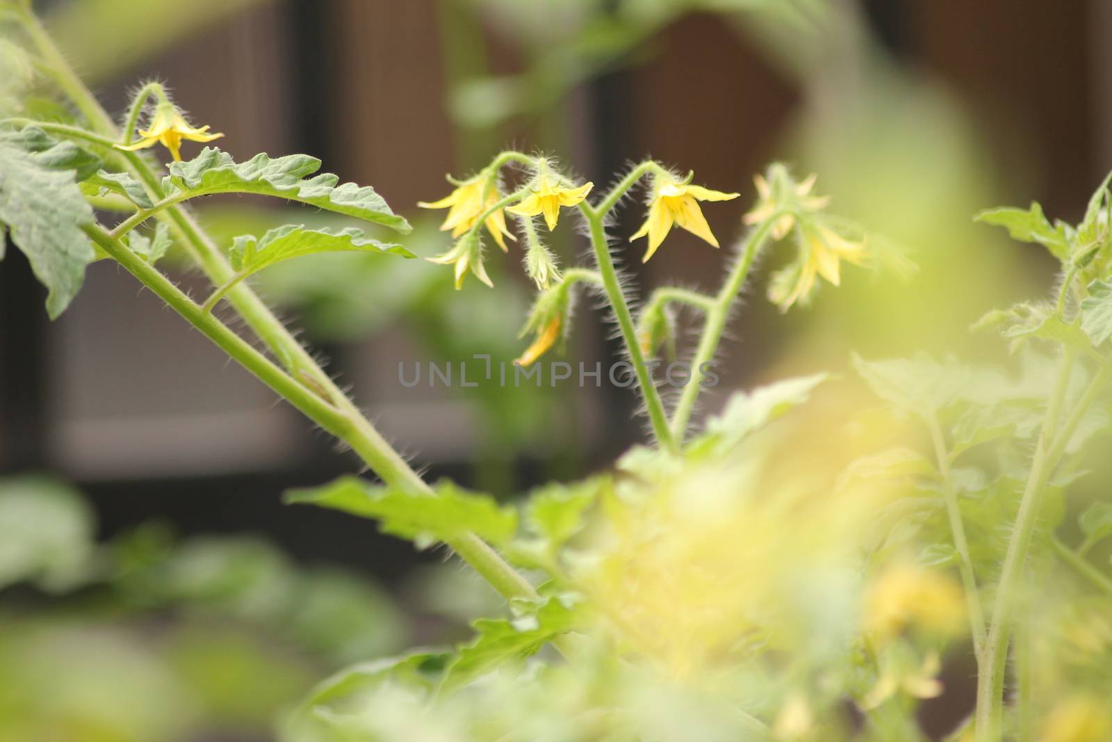 Fresh Green Tomato Fruit Plant