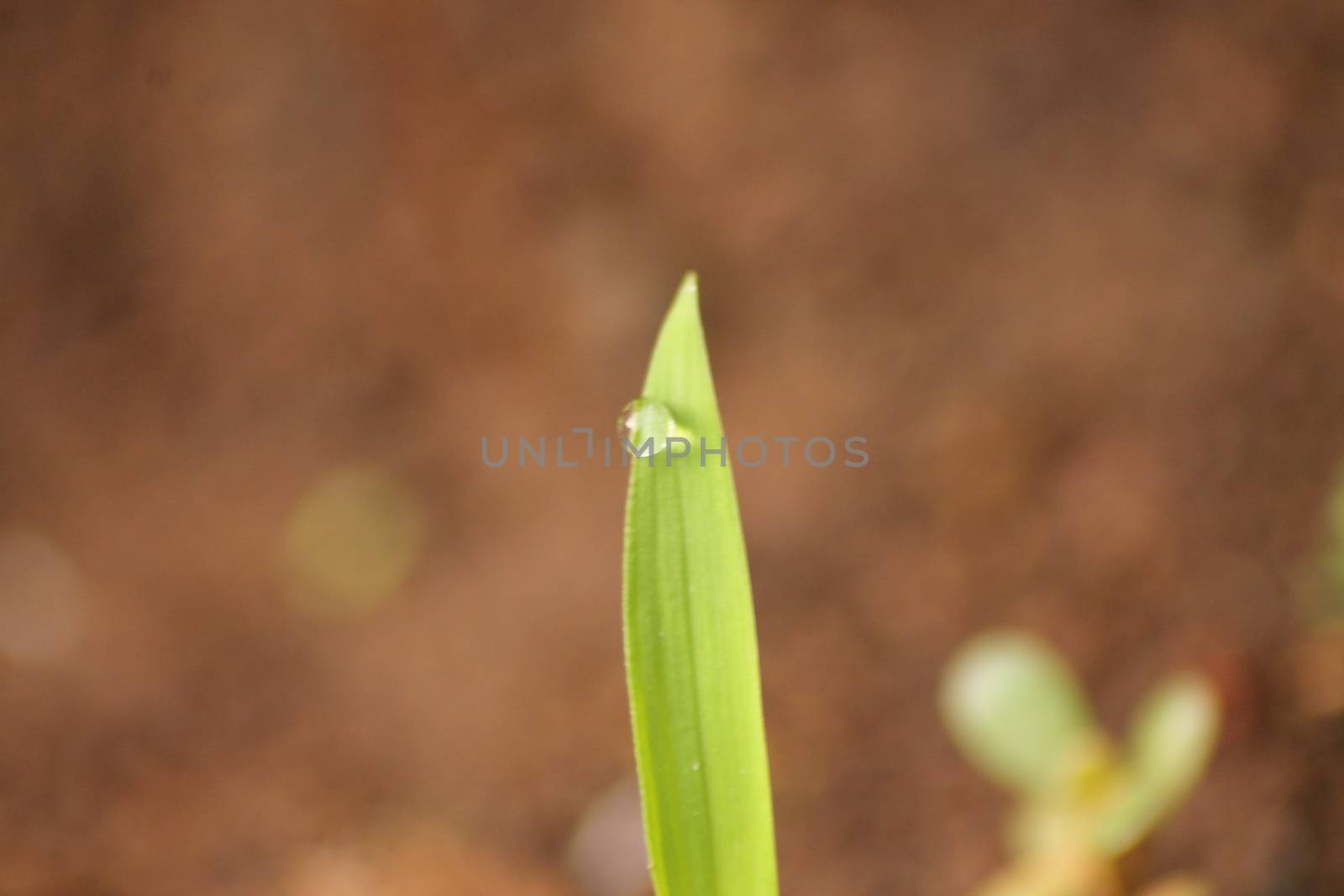 Fresh Green Leaves dew water