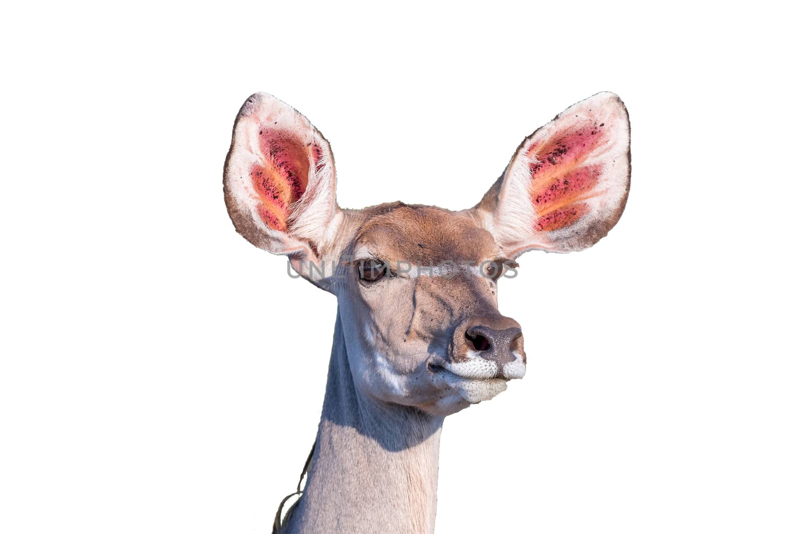 Greater kudu cow looking forward with pointed ears by dpreezg