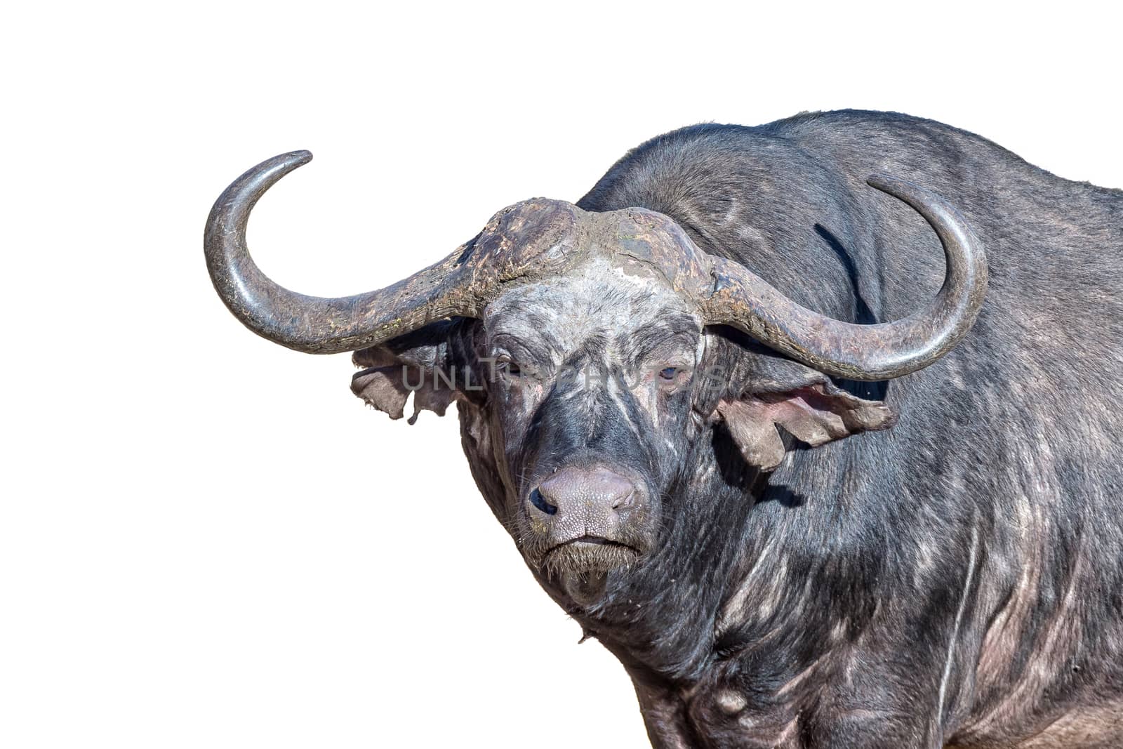 A cape buffalo, Syncerus caffer, looking towards the camera. iIolated on white