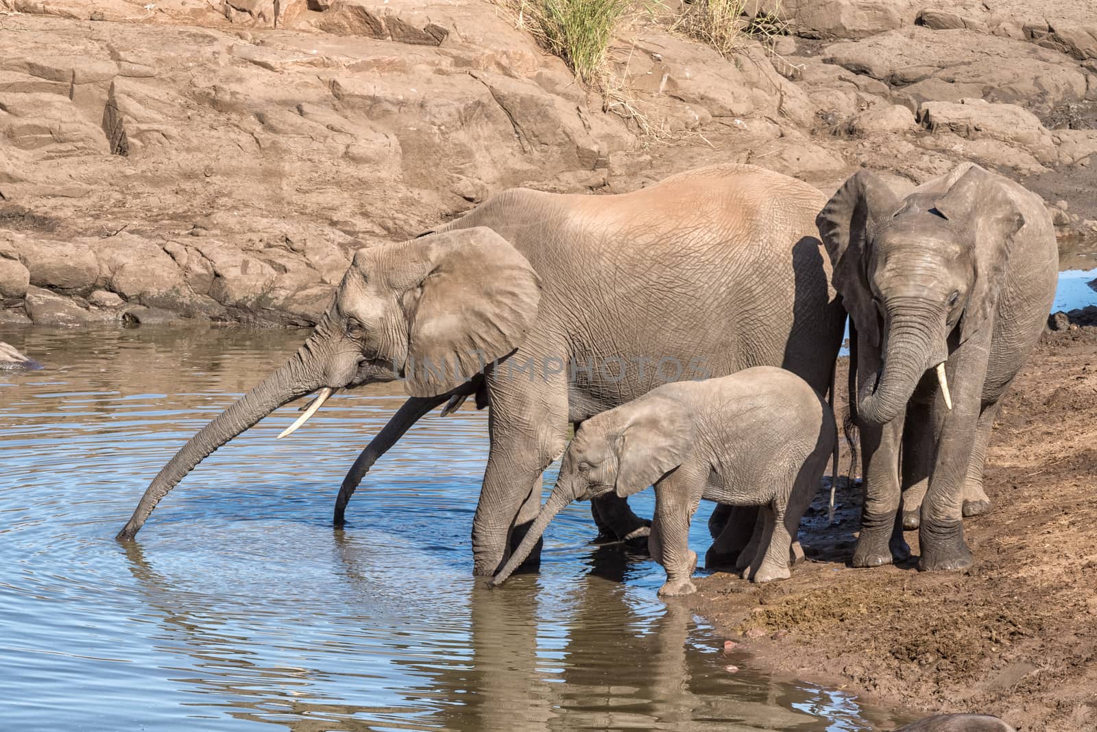 African elephants drinking water by dpreezg