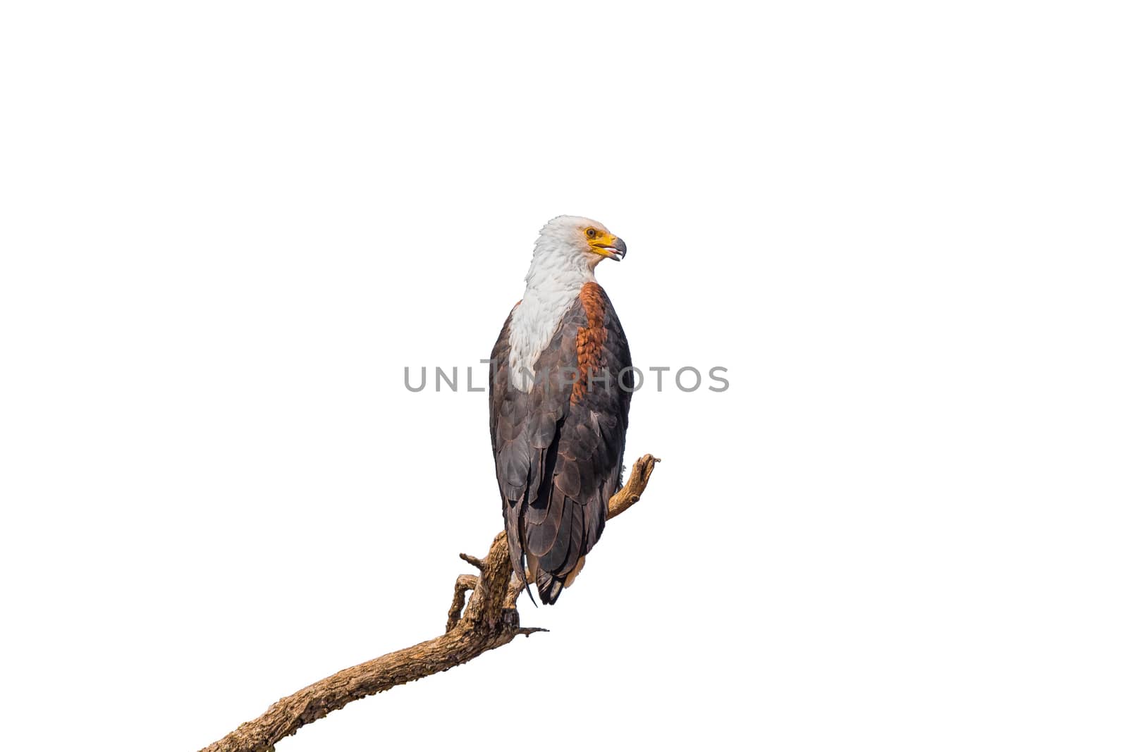 African fish eagle on dead tree branch, isolated on white by dpreezg