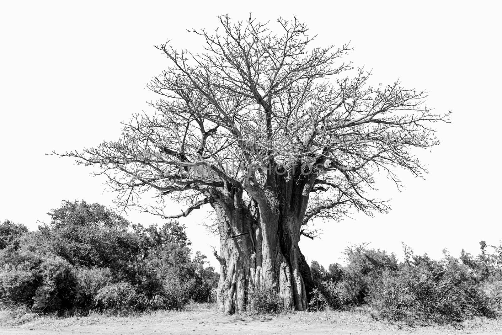 A baobab tree, Adansonia digitata, also called upside-down tree, isolated on white, monochrome