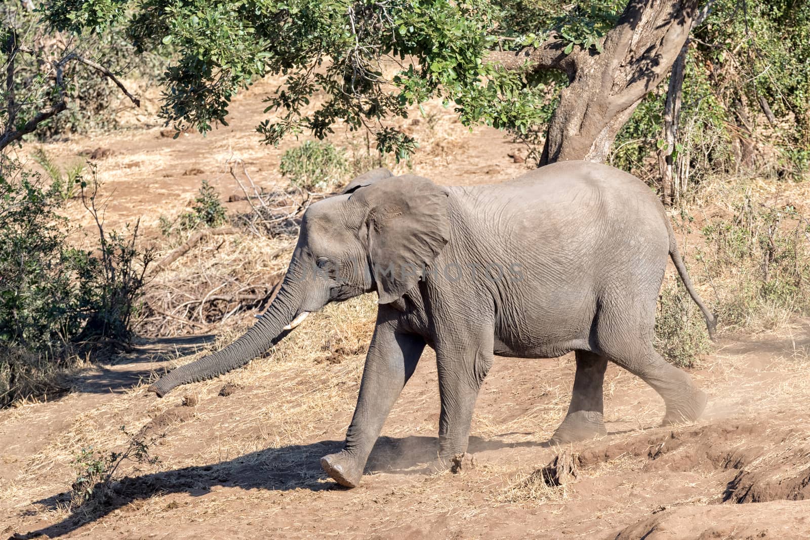 Young African elephant, Loxodonta africana, running by dpreezg